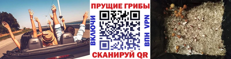 даркнет как зайти хочу Сосновка Псилоцибиновые грибы Cubensis blacksprut ССЫЛКА